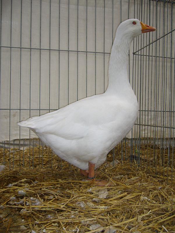 Hannover 2008 146.jpg - Deutsche Legegänse weiss von BODO Giese  Preis sg 94 SZ